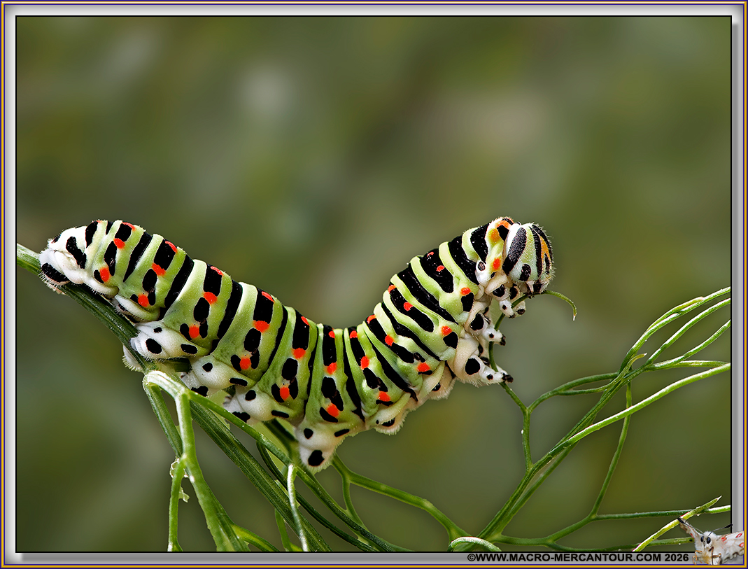 Chenille de Machaons
